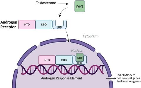 Androgen Receptor Inhibition: Explore Key Advances You Should Know Now